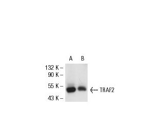 TRAF2 Antibody (G-3) - Western Blotting - Image 53132 