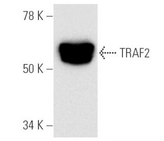 TRAF2 Antibody (H-10) - Western Blotting - Image 3203 