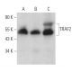 western blotting image from recommended TRAF2 (F-2) monoclonal antibody replacement. Image 360884