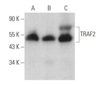 western blotting image from recommended TRAF2 (F-2) monoclonal antibody replacement. Image 360884
