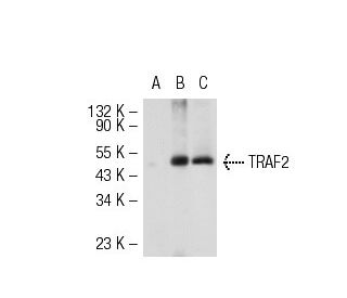 TRAF2 Antibody (F-4) - Western Blotting - Image 55763