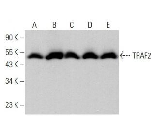 TRAF2 Antibody (D-3) - Western Blotting - Image 379902