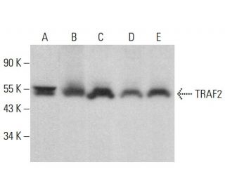 TRAF2 Antibody (D-12) - Western Blotting - Image 376331