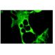 immunofluorescence image from recommended TRAF3 (G-6) monoclonal antibody replacement. Image 6369