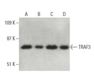 TRAF3 Antibody (G-6) - Western Blotting - Image 396701 