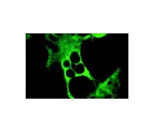 immunofluorescence image from recommended TRAF3 (G-6) monoclonal antibody replacement. Image 6369
