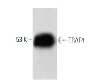 TRAF4 Antibody (43) - Western Blotting - Image 60214