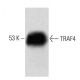 TRAF4 Antibody (43) - Western Blotting - Image 60214