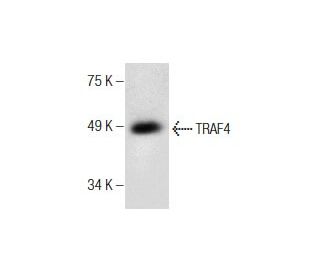 western blotting image from recommended TRAF4 (B-9) monoclonal antibody replacement. Image 286930