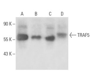 western blotting image from recommended TRAF5 (E-4) monoclonal antibody replacement. Image 17040