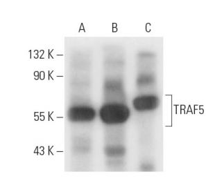 TRAF5 Antibody (E-5) - Western Blotting - Image 17041