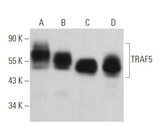 TRAF5 Antibody (E-8) - Western Blotting - Image 363842 