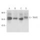 western blotting image from recommended TRAF5 (E-4) monoclonal antibody replacement. Image 17040