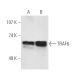 western blotting image from recommended TRAF6 (D-10) monoclonal antibody replacement. Image 3228
