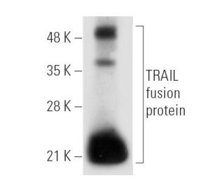 western blotting image from recommended TRAIL (D-3) monoclonal antibody replacement. Image 79
