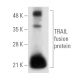 western blotting image from recommended TRAIL (D-3) monoclonal antibody replacement. Image 79