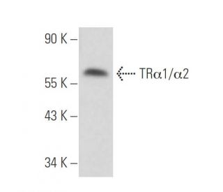 western blotting image from recommended TR&alpha;1/&alpha;2 (2103) monoclonal antibody replacement. Image 17181