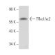 TRα1/α2 Antibody (3C185) - Western Blotting - Image 17182