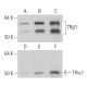 TRα1/β1 Antibody (C3) - Western Blotting - Image 11901