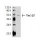 TRα1/β1 Antibody (C4) - Western Blotting - Image 32811