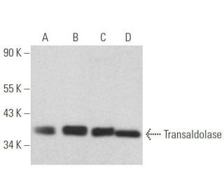 Transaldolase Antibody (C-5): sc-365449