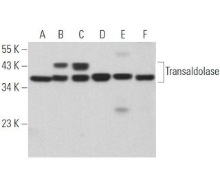 Transaldolase Antibody (C-5) - Western Blotting - Image 364174 