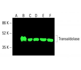 Transaldolase Antibody (H-4) - Western Blotting - Image 416324 