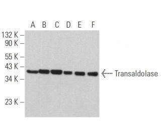Transaldolase Antibody (H-4) - Western Blotting - Image 358951 
