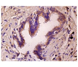 Transcobalamin II Antibody (A-5) - Immunohistochemistry - Image 158123 
