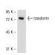 transferrin Antibody (11D3) - Western Blotting - Image 52350