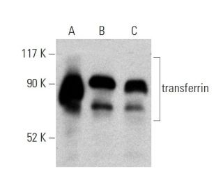 western blotting image from recommended transferrin (D-9) monoclonal antibody replacement. Image 360033