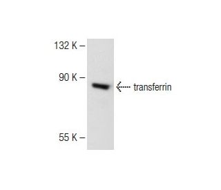 western blotting image from recommended transferrin (F-8) monoclonal antibody replacement. Image 147891
