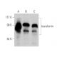 western blotting image from recommended transferrin (D-9) monoclonal antibody replacement. Image 360033