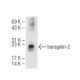 transgelin-2 Antibody (G-5) - Western Blotting - Image 84080