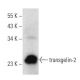 transgelin-2 Antibody (G-5) - Western Blotting - Image 357006 
