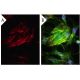 transgelin Antibody (1B8) - Immunofluorescence - Image 15150