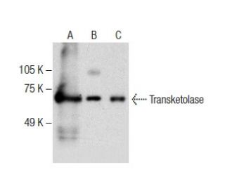 ムスクページ Transketolase抗体(H-7) | SCBT - Santa Cruz Biotechnology