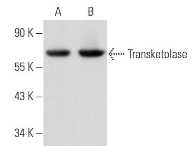 しもとページ Integrin β3/ITGB3/CD61 Antibody (D-11) | SCBT - Santa Cruz