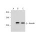 translin Antibody (C-2) - Western Blotting - Image 288613