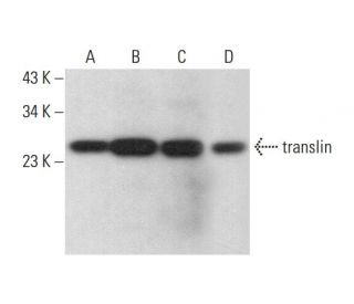 translin Antibody (C-2) - Western Blotting - Image 378019 
