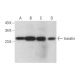 translin Antibody (C-2) - Western Blotting - Image 378019 
