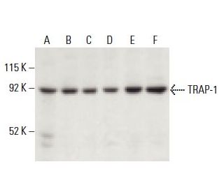 TRAP-1 Antibody (C-8) - Western Blotting - Image 398266