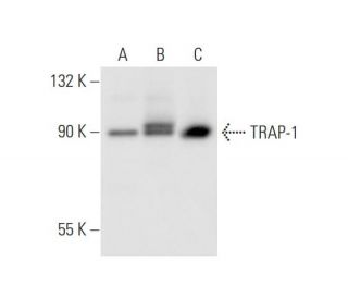 TRAP-1 Antibody (C-8) - Western Blotting - Image 63121