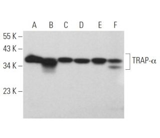 TRAP-&alpha; Antibody (C-8) - Western Blotting - Image 371565 