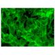 immunofluorescence image from recommended TRAP (D-3) monoclonal antibody replacement. Image 300869