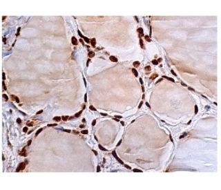TRAP150 Antibody (A-11) - Immunohistochemistry - Image 158081 