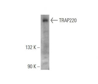 TRAP220 Antibody (B-4) - Western Blotting - Image 333445
