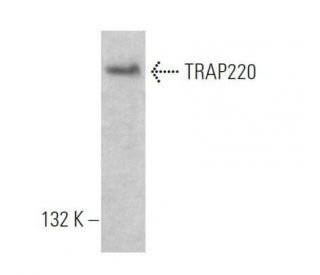 western blotting image from recommended TRAP220 (H-7) monoclonal antibody replacement. Image 355300