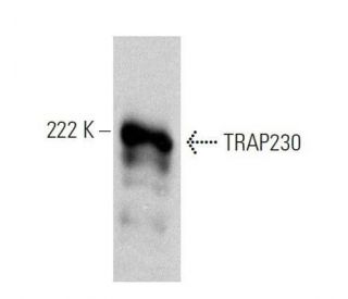 western blotting image from recommended TRAP230 (E-2) monoclonal antibody replacement. Image 358538