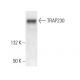 TRAP230 Antibody (E-2) - Western Blotting - Image 372862 
